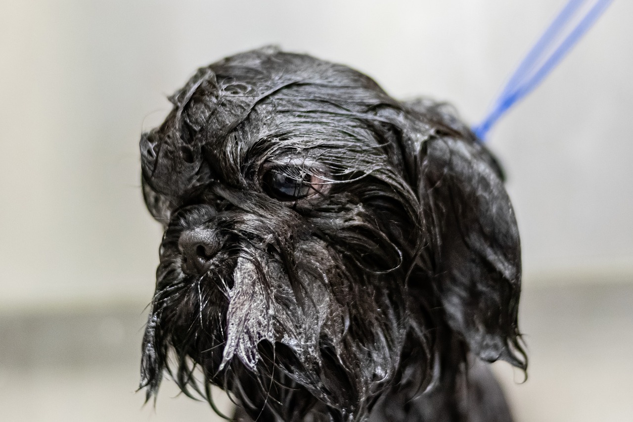 The Importance of Regular Grooming for Pet Hygiene